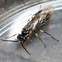 Strongylogaster tibialis - photo 3