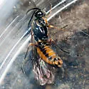Strongylogaster tibialis - photo 4