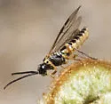 Strongylogaster tibialis - photo 5