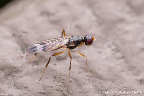 Strongylophthalmyia bifasciata