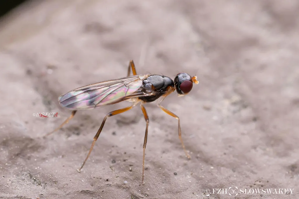 Strongylophthalmyia bifasciata - photo 2