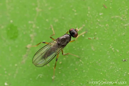 Strongylophthalmyia crinita