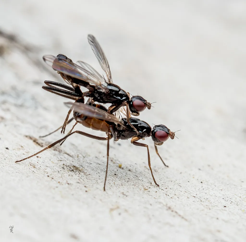 Strongylophthalmyia pengellyi - photo 2