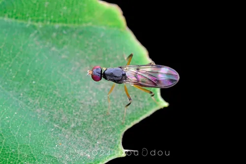 Strongylophthalmyia punctum