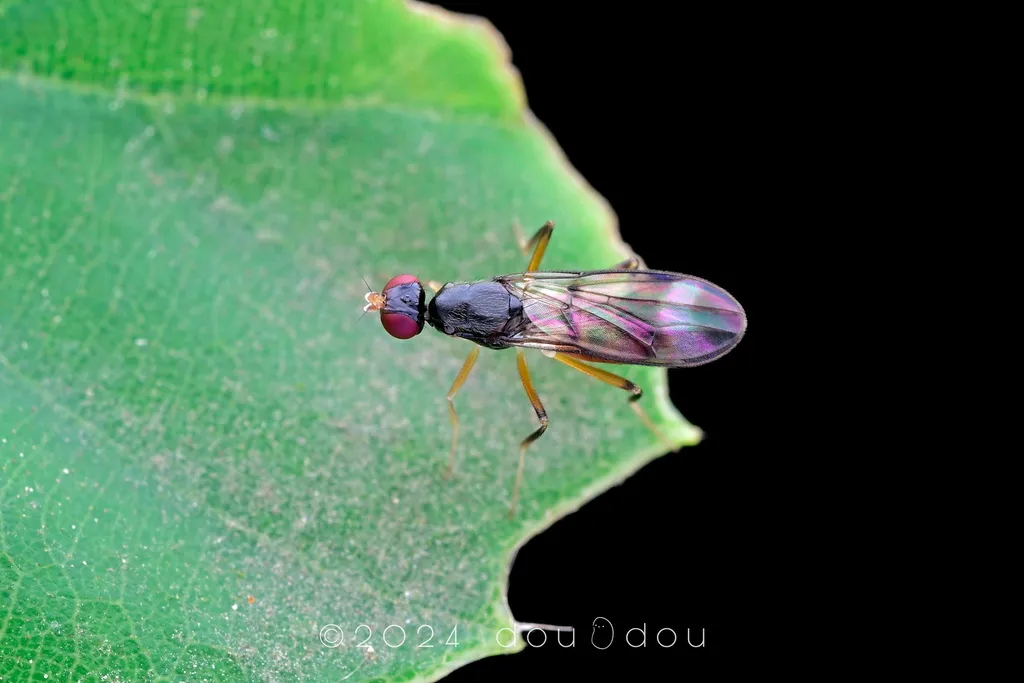 Strongylophthalmyia punctum - photo 2