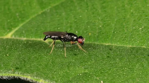 Strongylophthalmyia raricornis