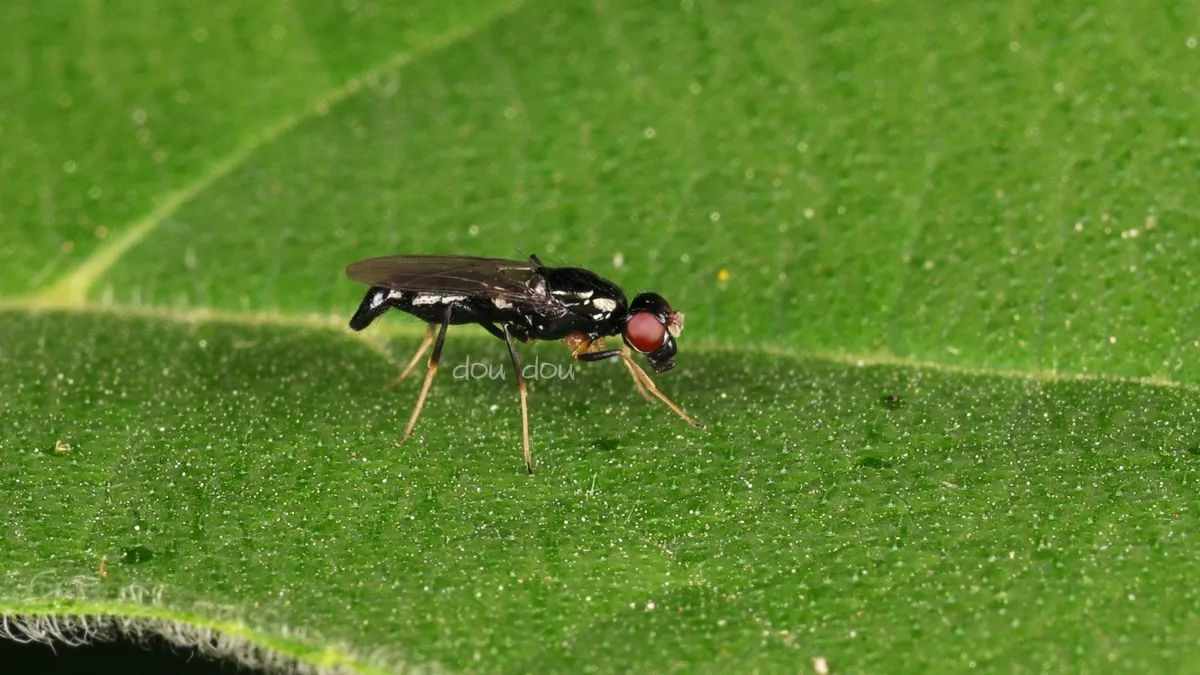 Strongylophthalmyia raricornis - photo 3