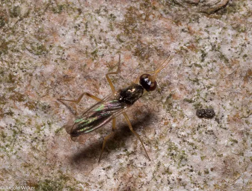 Strongylophthalmyia ustulata