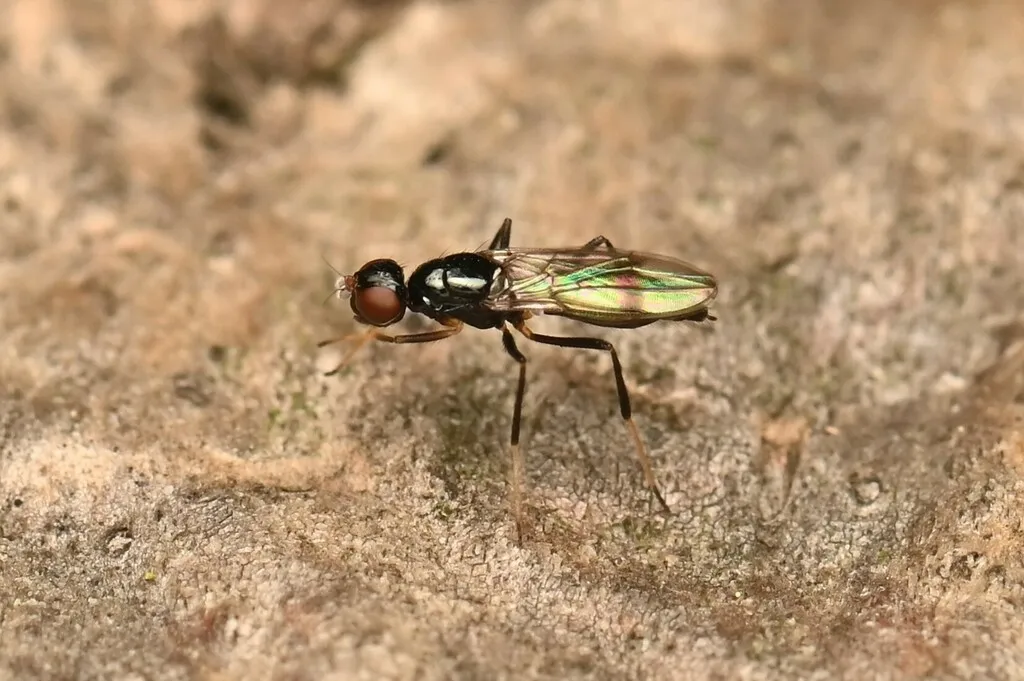 Strongylophthalmyia vikhrevi - photo 2