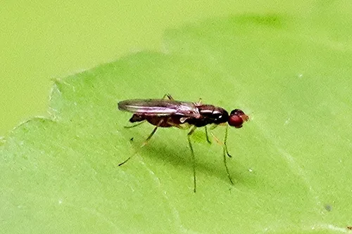 Hardwood Flies - photo 3