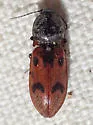 Stropenron californica