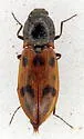 Stropenron californica - photo 2