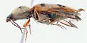 Stropenron californica - photo 4