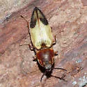 Stropenron hamata