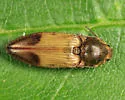 Stropenron hamata - photo 3