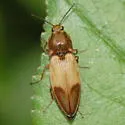 Stropenron hamata - photo 4