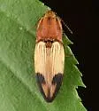 Stropenron hamata - photo 5