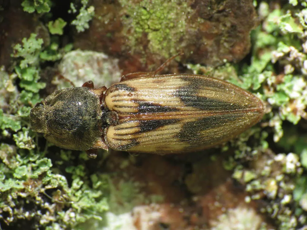 Stropenron hieroglyphica - photo 2