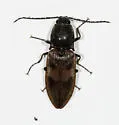 Stropenron nigricollis - photo 3