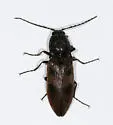 Stropenron nigricollis - photo 4