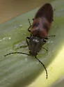 Stropenron nigricollis - photo 5