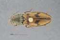 Stropenron pallidipes