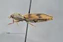 Stropenron pallidipes - photo 2
