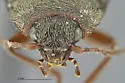 Stropenron pallidipes - photo 3