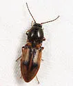 Stropenron propola - photo 4