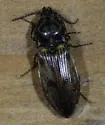 Stropenron pudica - photo 2