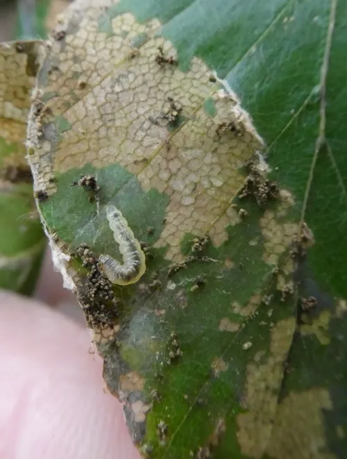 Strophedra weirana - photo 4