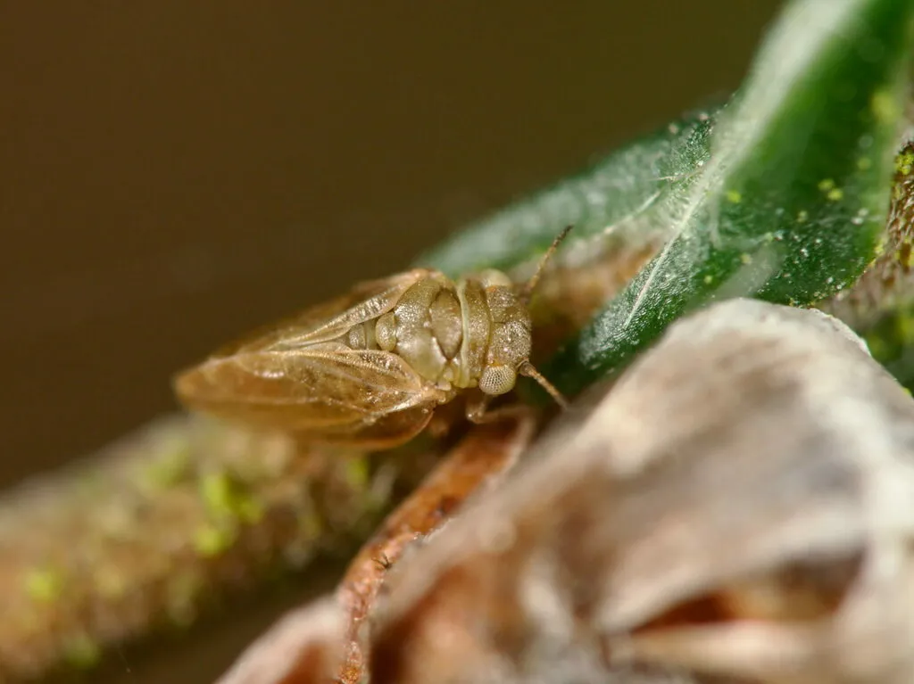 Strophingia ericae - photo 2