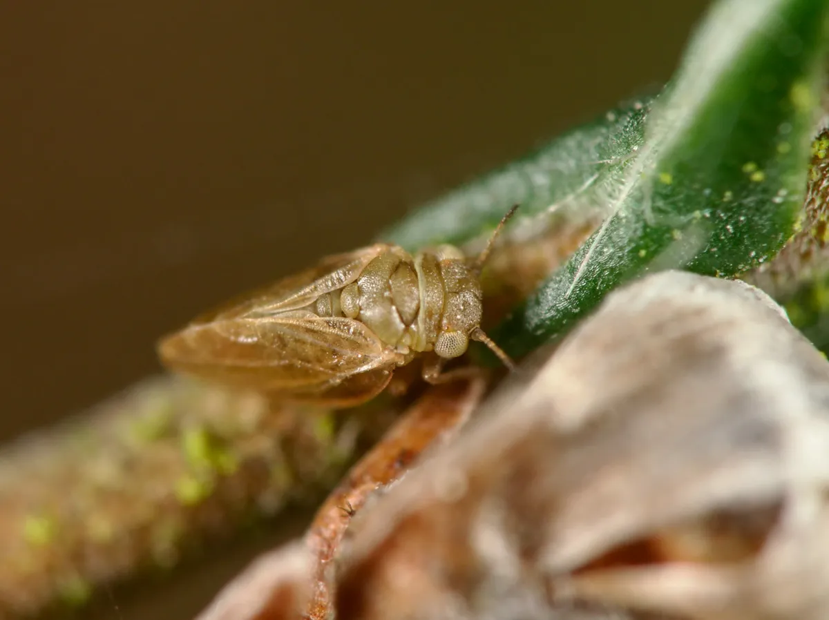 Strophingia ericae - photo 3