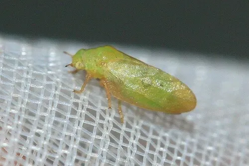 Strophingia proxima