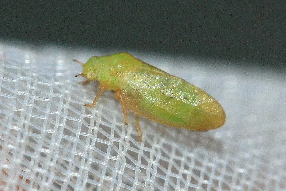 Strophingia proxima - photo 2
