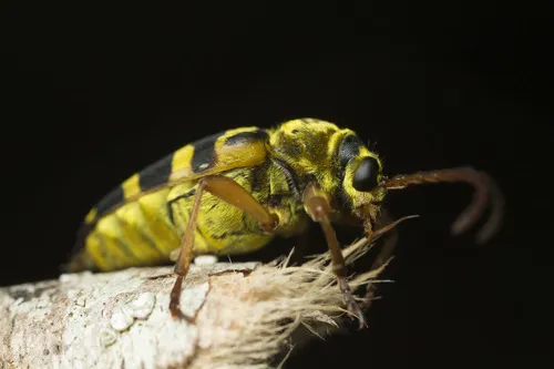 Strophiona laeta