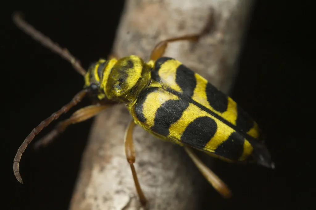 Strophiona laeta - photo 5