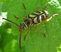 Strophiona tigrina