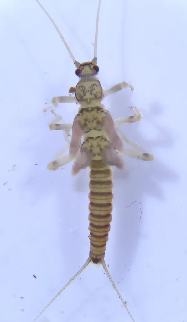 Strophopteryx fasciata