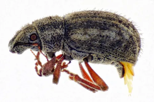 Strophosoma capitatum