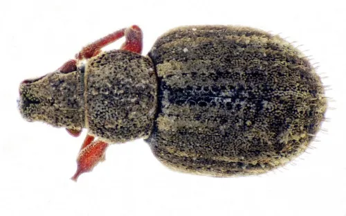 Strophosoma capitatum - photo 2