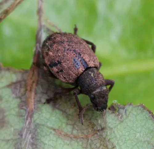 Strophosoma melanogrammum