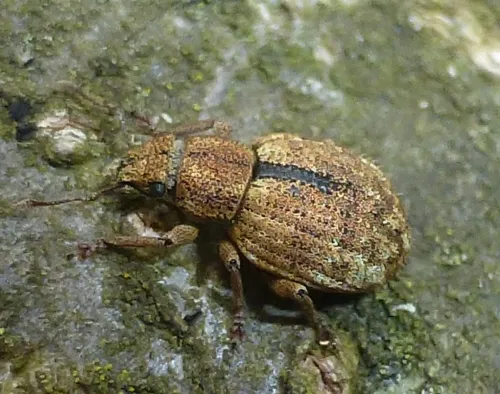Strophosoma melanogrammum - photo 2