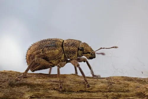 Strophosoma melanogrammum - photo 3