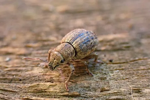 Strophosoma melanogrammum - photo 4
