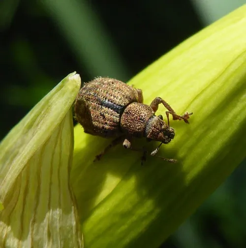 Strophosoma melanogrammum - photo 6