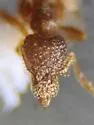 Strumigenys abdita