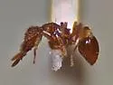 Strumigenys abdita - photo 2