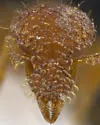 Strumigenys ananeotes