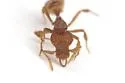 Strumigenys angulata